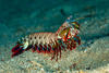 A mantis shrimp on the sandy ocean floor.